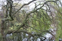 A tree in Regent's Park.